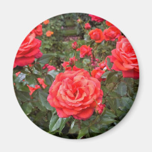 Beautiful Roses, Portland, Oregon Magnet