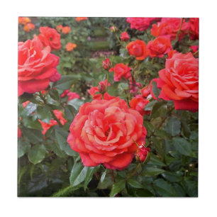 Beautiful Roses, Portland, Oregon Tile