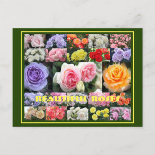 Beautiful Roses:Postcard Postcard