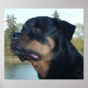 Beautiful Rottweiler Poster