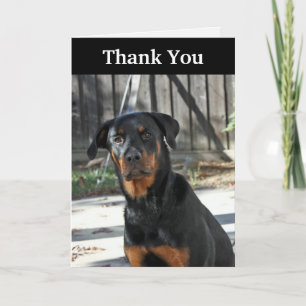 Beautiful Rottweiler Thank You Card
