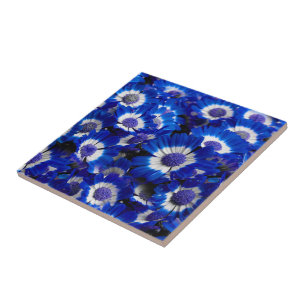 Beautiful Royal Blue Cineraria Flowers Tile