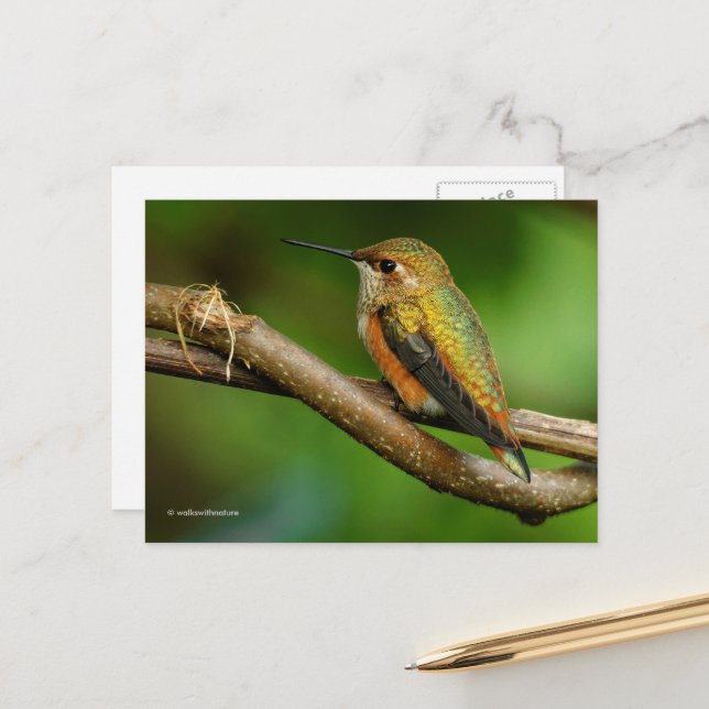 Beautiful Rufous Hummingbird on Twining Vines Postcard (Front/Back In Situ)