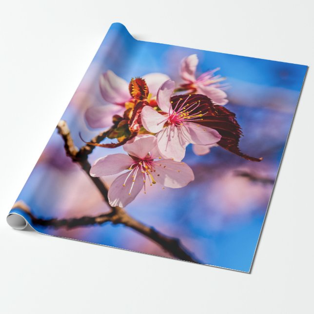 Beautiful Sakura Blossoms Wrapping Paper (Unrolled)