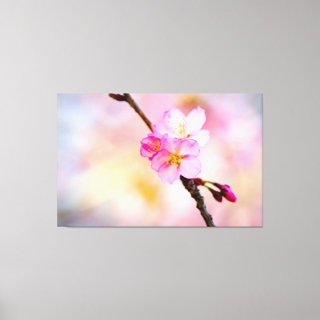 Beautiful Sakura Cherry Blossoms Canvas Print (Front)