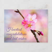 Beautiful Sakura Cherry Blossoms Postcard