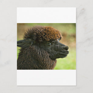 Beautiful Savannah The Suri Alpaca Postcard