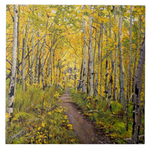 Beautiful Scenic Autumn Trail in Aspen Tree Grove Tile