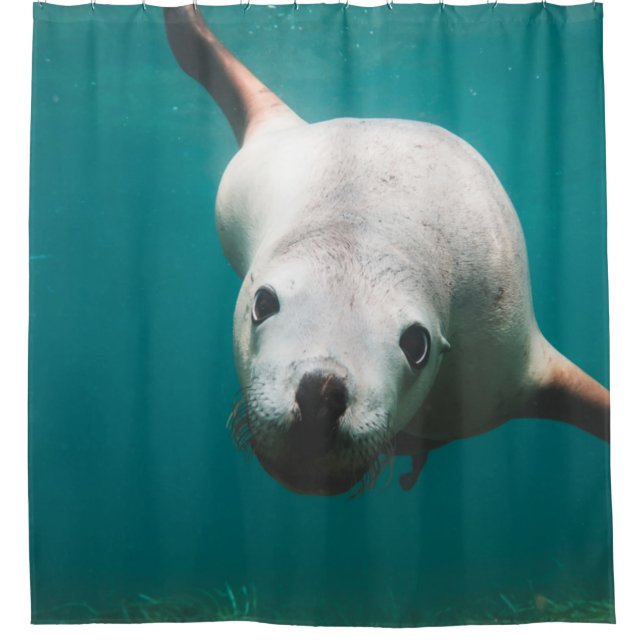 Beautiful Sea Lion (Front)