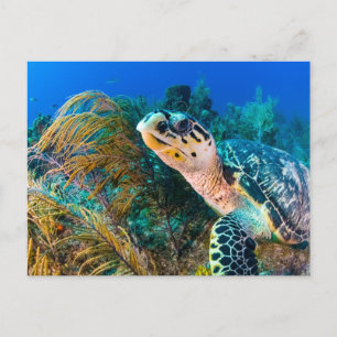 Beautiful Sea Turtle and Marine Life  Postcard