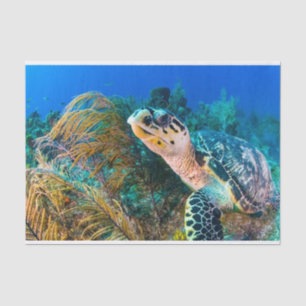 Beautiful Sea Turtle Marine Aquatic Life  Tissue Paper