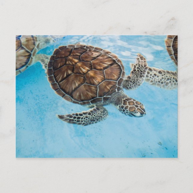 Beautiful sea turtle postcard (Front)