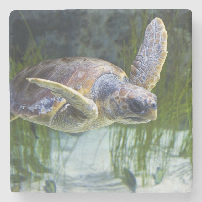 Beautiful Sea Turtle Swimming Stone Coaster (Front)
