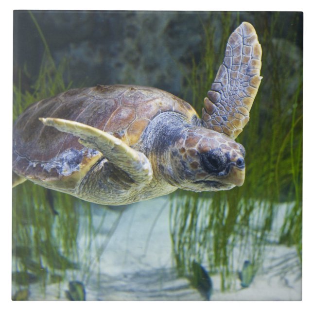 Beautiful Sea Turtle Swimming Tile (Front)