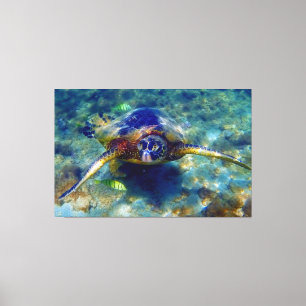 Beautiful sea Turtles Canvas Print