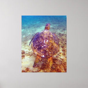 Beautiful sea Turtles Canvas Print