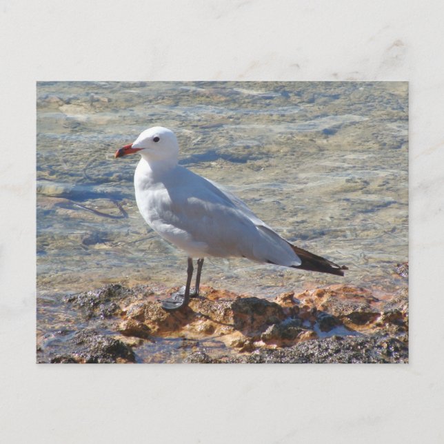 Beautiful Seagull at the Sea - Postcard (Front)