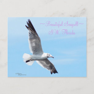 Beautiful seagull Florida Postcard