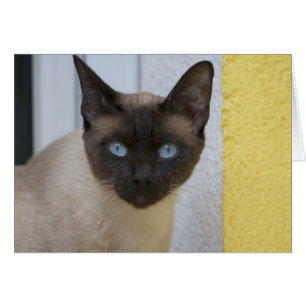 Beautiful Seal Point Siamese Cat