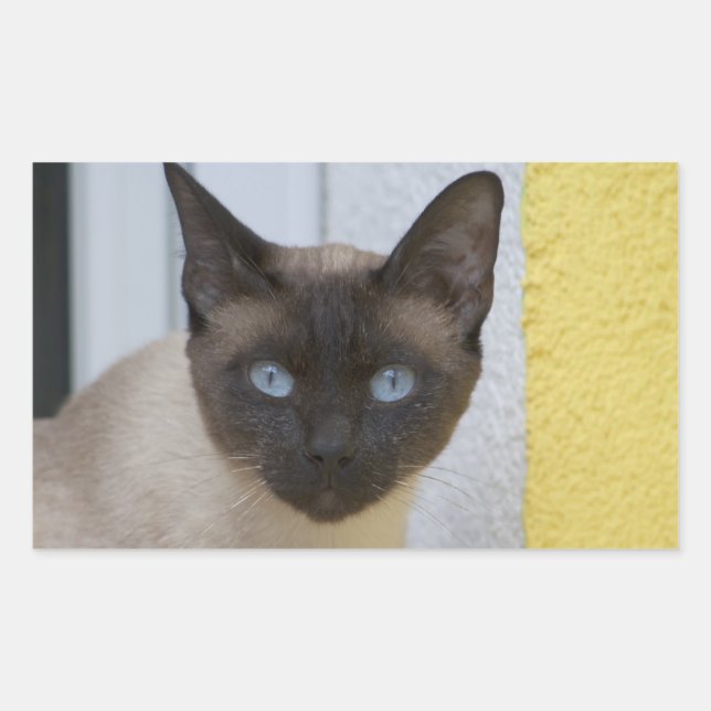 Beautiful Seal Point Siamese Cat (Front)