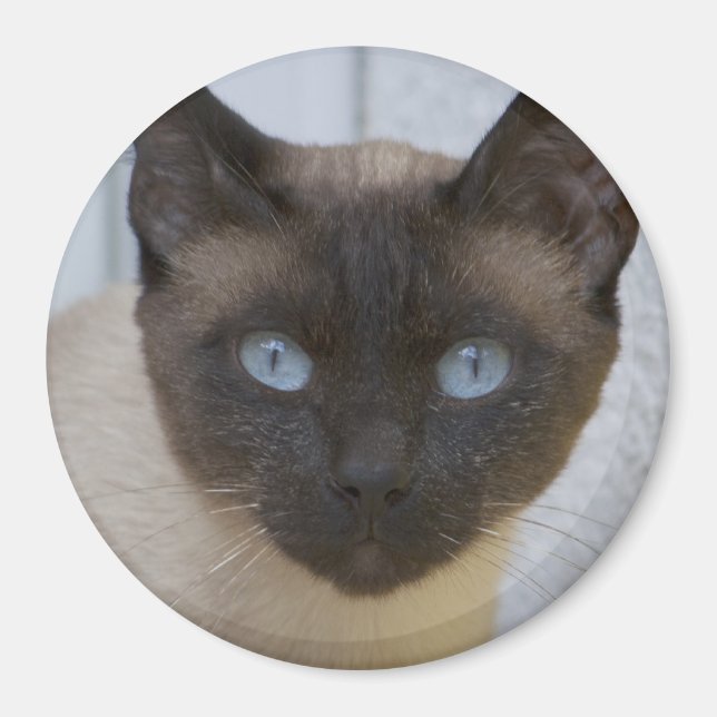 Beautiful Seal Point Siamese Cat Magnet (Front)