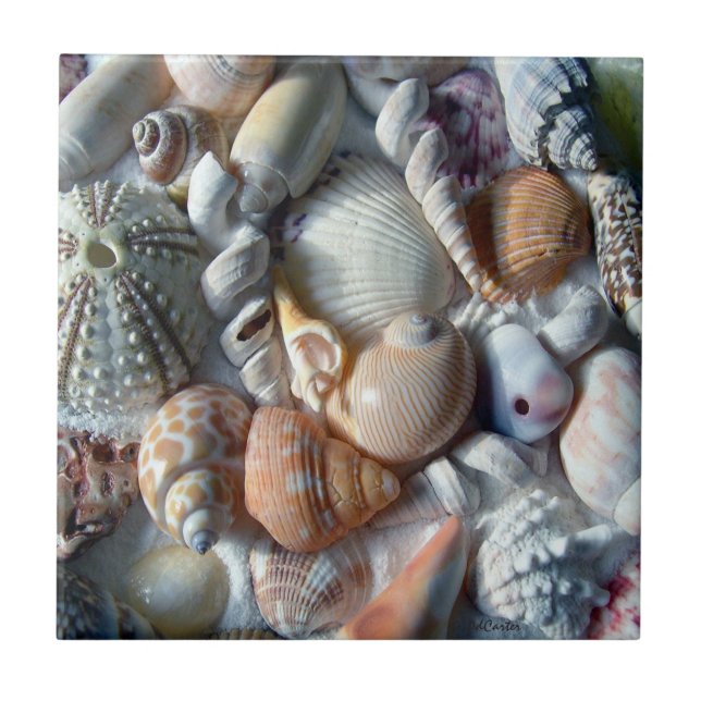 Beautiful Seashells Sea Life Square Tile (Front)