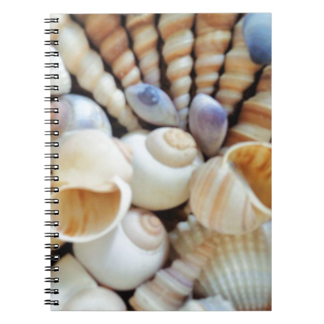 Beautiful Seashells, Summer, Beach, Shells Notebook (Front)