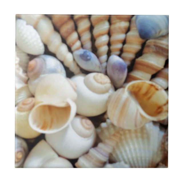 Beautiful Seashells, Summer, Beach, Shells Tile (Front)