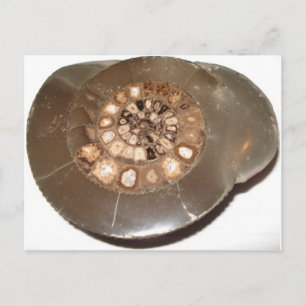 Beautiful sectioned Dactylioceras ammnite fossil Postcard