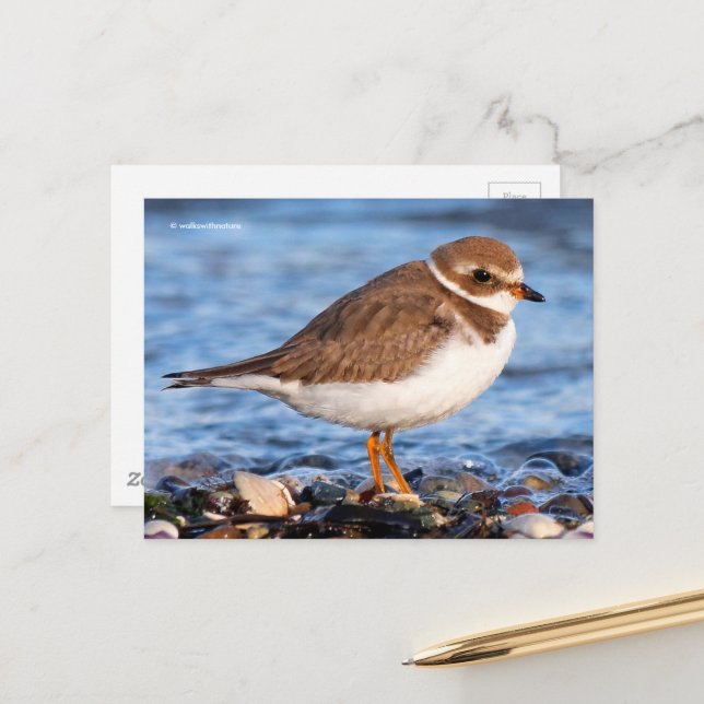 Beautiful Semipalmated Plover at Beach Postcard (Front/Back In Situ)