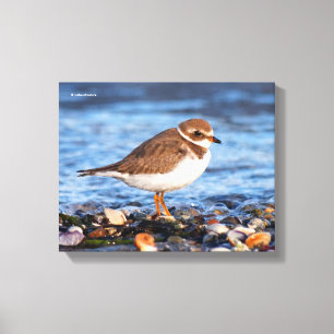 Beautiful Semipalmated Plover at the Beach Canvas Print