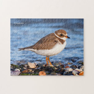Beautiful Semipalmated Plover at the Beach Jigsaw Puzzle