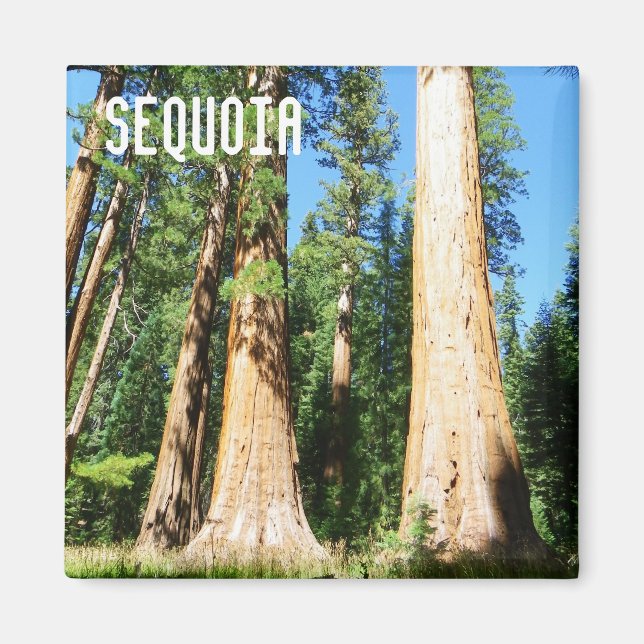 Beautiful Sequoia Magnet! Magnet (Front)