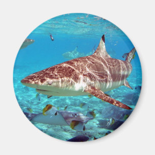 Beautiful shark magnet