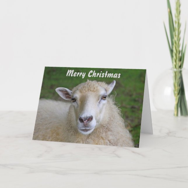 Beautiful Sheep Christmas Holiday Card (Front)
