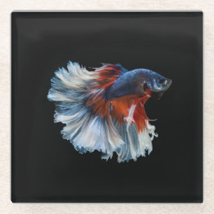 Beautiful Siamese Betta Fish Glass Coaster