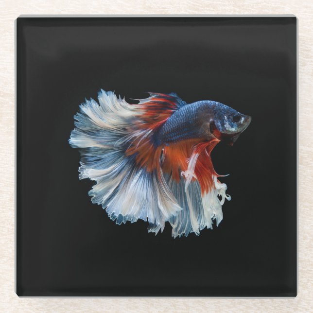 Beautiful Siamese Betta Fish Glass Coaster (Front)