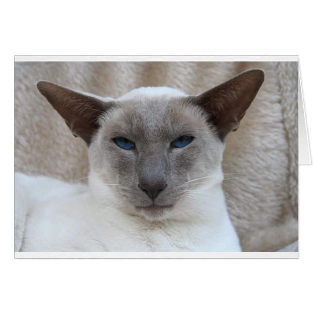 Beautiful Siamese Cat (Front Horizontal)