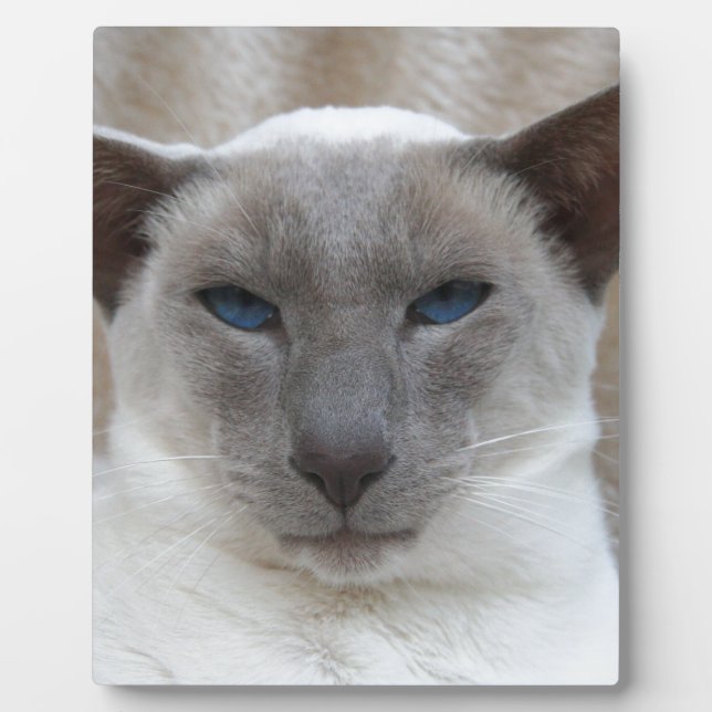 Beautiful Siamese Cat Plaque (Front)