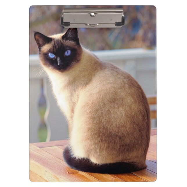 Beautiful Siamese Cat with Blue Eyes Clipboard (Front)