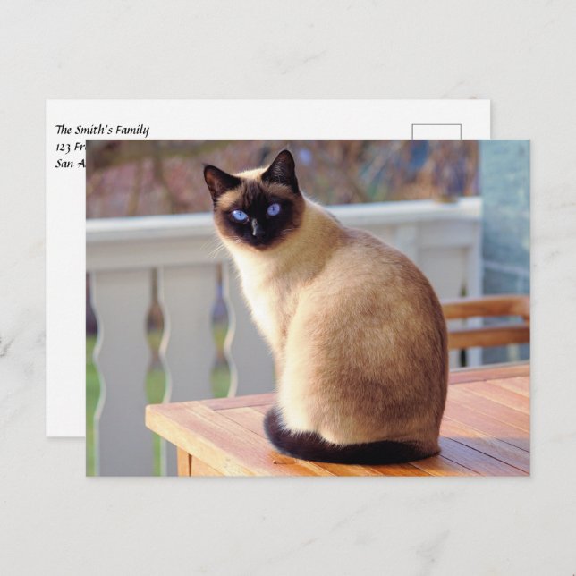 Beautiful Siamese Cat with Blue Eyes Postcard (Front/Back)