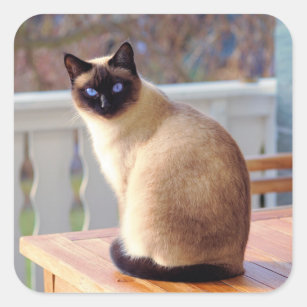 Beautiful Siamese Cat with Blue Eyes Square Sticker