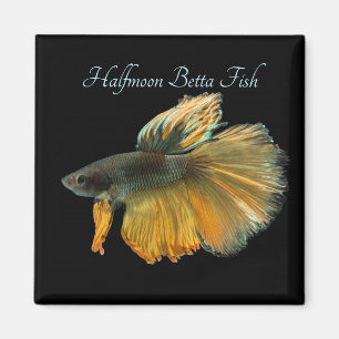 Beautiful Siamese Fighting Fish Betta Halfmoon    Magnet