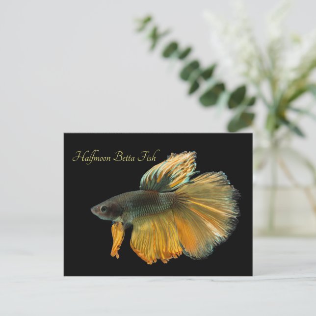 Beautiful Siamese Fighting Fish Betta Halfmoon   Postcard (Standing Front)