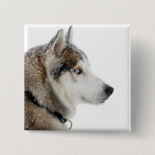 Beautiful Siberian Husky in the Snow 2 Inch Square Button