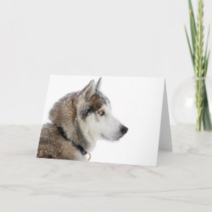 Beautiful Siberian Husky in the Snow Card