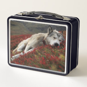 Beautiful Sleeping Wolf Metal Lunch Box