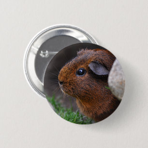 Beautiful Smooth Gold Agouti Guinea Pig 2 Inch Round Button