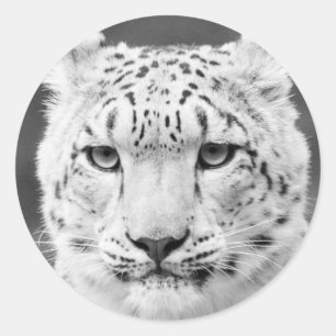 Beautiful Snow Leopard Black and White Portrait Classic Round Sticker