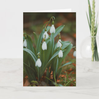 Beautiful snowdrop flower photography blank card